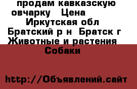 продам кавказскую овчарку › Цена ­ 2 000 - Иркутская обл., Братский р-н, Братск г. Животные и растения » Собаки   